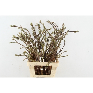 MAGNOLIA SUPERBA 070CM