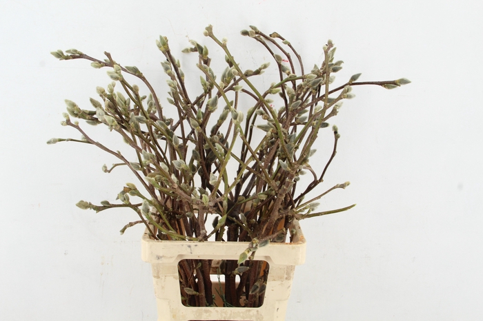 <h4>MAGNOLIA SUPERBA 070CM</h4>