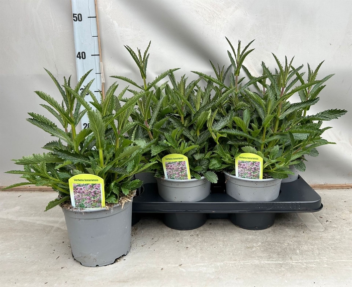 <h4>Verbena bonariensis</h4>