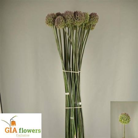<h4>Allium New Super</h4>
