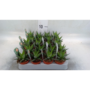 Haworthia fasciata 'Concolor'