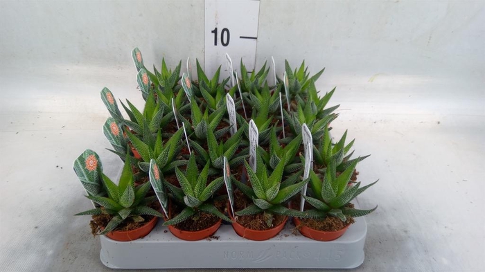 <h4>Haworthia fasciata 'Concolor'</h4>