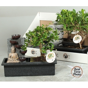 BONSAI GEM