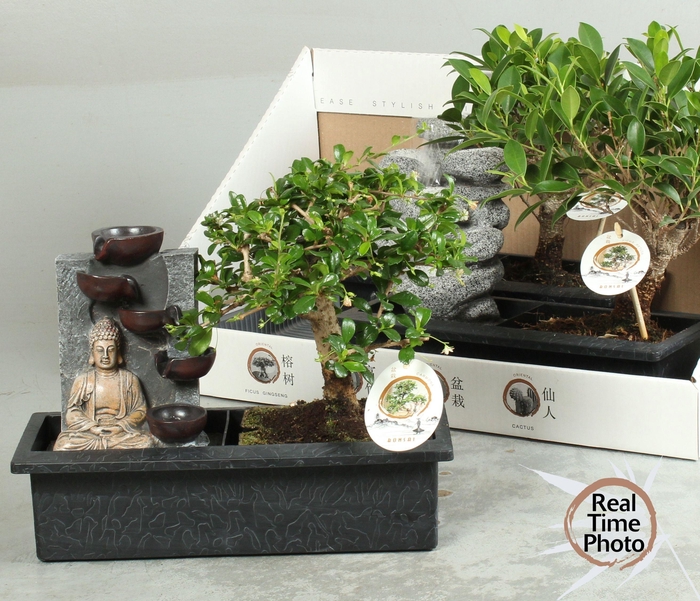<h4>BONSAI GEM</h4>