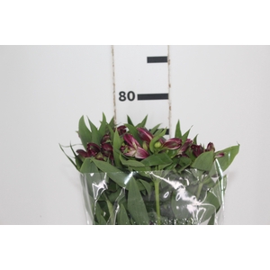 ALSTROEMERIA POMPEII 080 CM