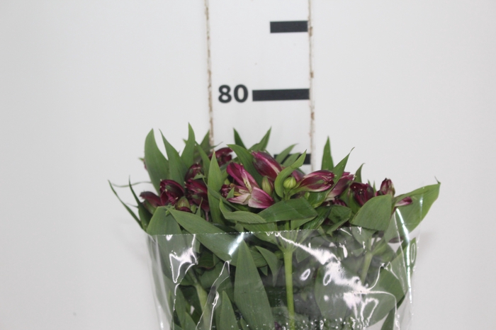 <h4>ALSTROEMERIA POMPEII 080 CM</h4>