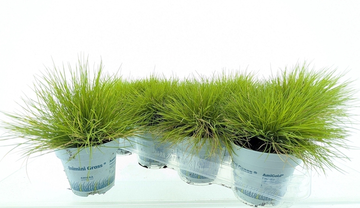 <h4>FEST GL AMIGOLD</h4>