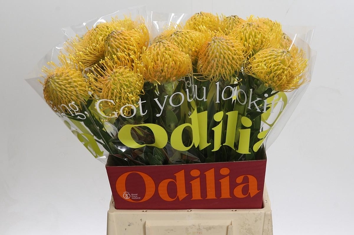 <h4>Nutans Haw Catherinae</h4>