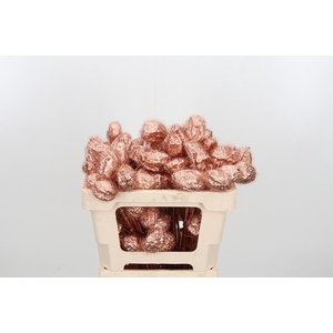 Ascl Moby Dick Kl Bh Koper