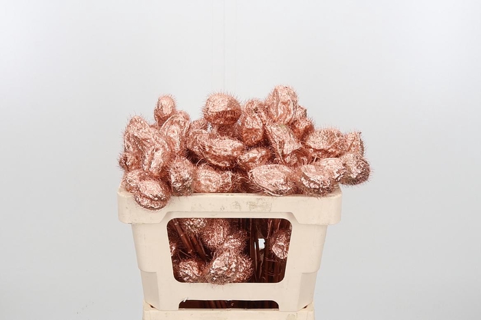 <h4>Ascl Moby Dick Kl Bh Koper</h4>