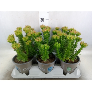 Crassula coccinea
