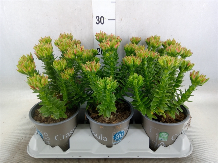 <h4>Crassula coccinea</h4>