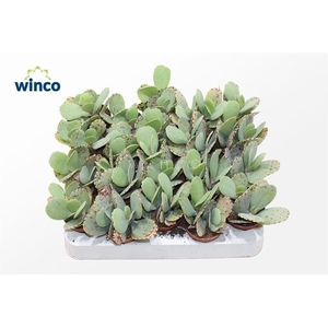 Kalanchoe Marmorata (tiger)