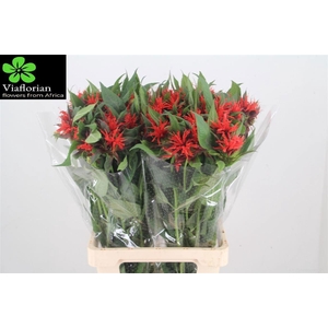 MONARDA RED FOUNTAIN