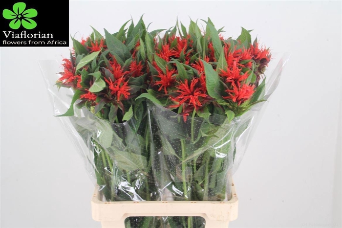 <h4>Monarda Red Fountain</h4>