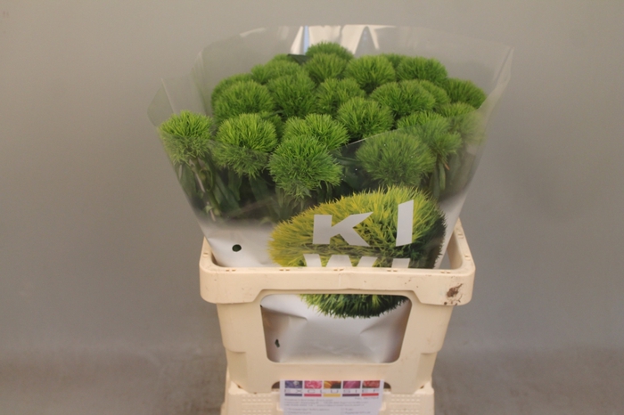 <h4>DI BARB KIWI COOL</h4>