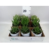 Arr.  Succulents L%