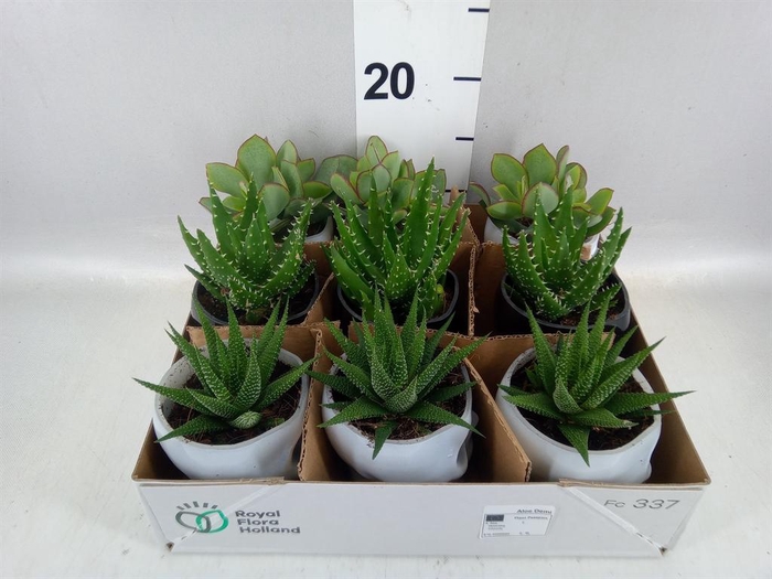 Arr.  Succulents L%