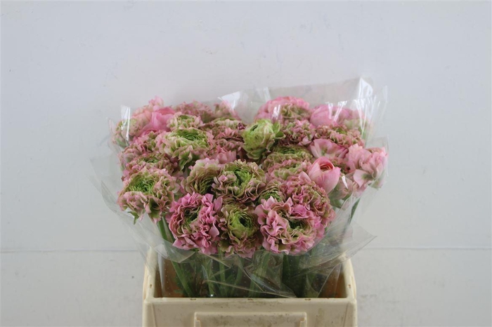 <h4>Ran Pon Pon Alice</h4>