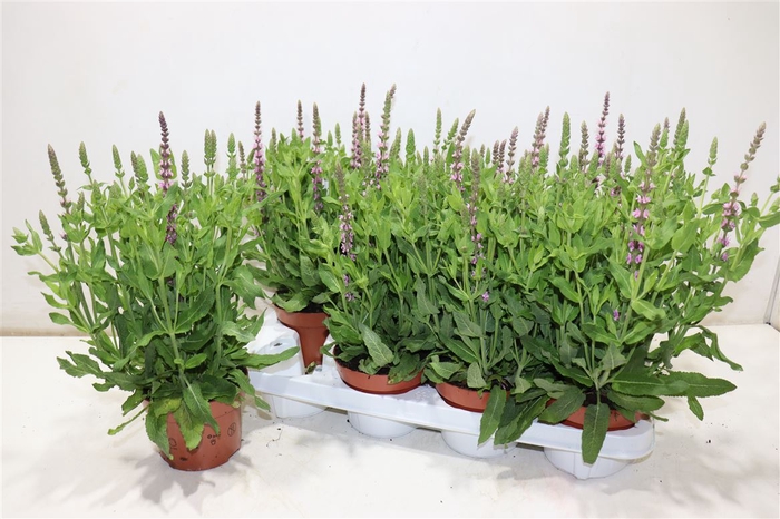 <h4>Salvia Ne Se Dp Rose</h4>