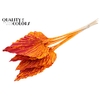 Shola Beauty Rose 6cm on stem Splashed Orange/Red