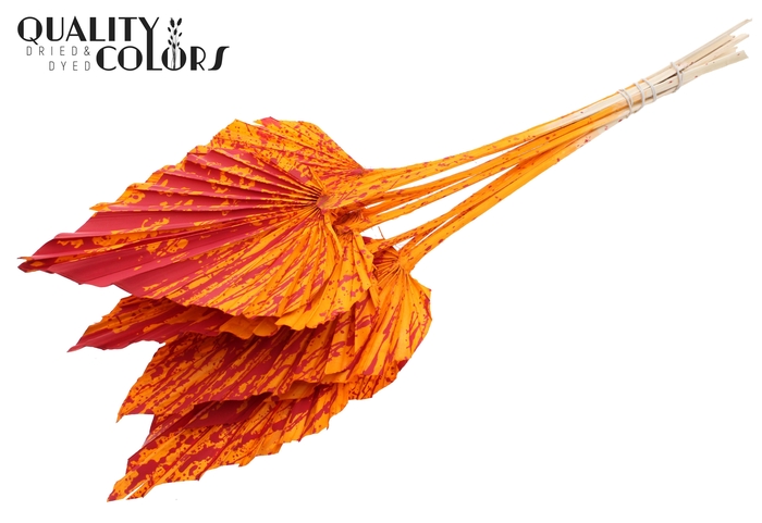 Shola Beauty Rose 6cm on stem Splashed Orange/Red