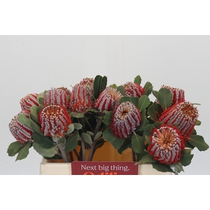 Banksia Coccinea