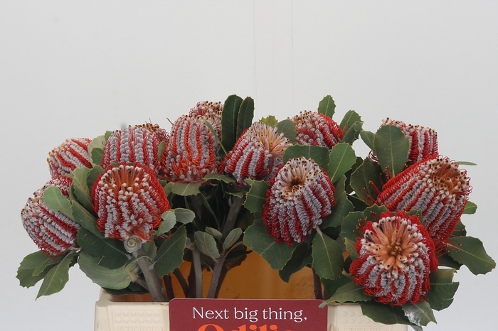 <h4>Banksia Coccinea</h4>