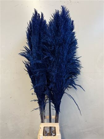 Cortaderia Blue
