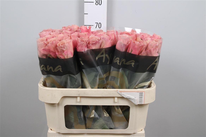 <h4>R Gr Moccachino</h4>