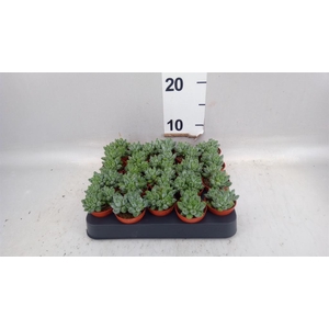 Echeveria hookeri