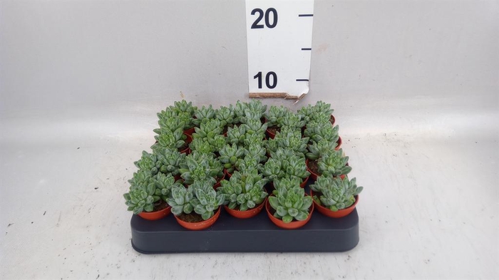 <h4>Echeveria hookeri</h4>