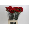 Dianthus St Don Pedro