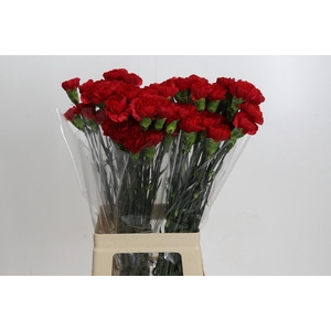 Dianthus St Don Pedro