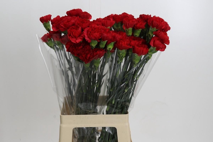 <h4>Dianthus St Don Pedro</h4>