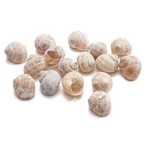 SCHELP LANDSNAIL SMALL FROSTED WHITE 250GR