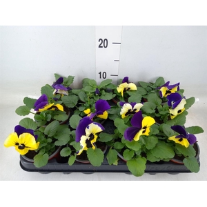 Viola wr. 'Matrix Yellow'