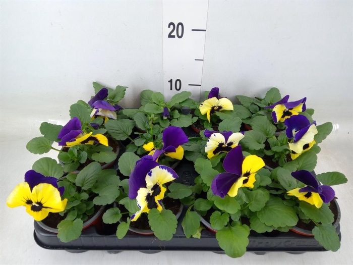 <h4>Viola wr. 'Matrix Yellow'</h4>