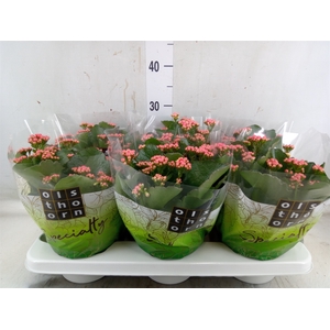 Kalanchoe blos. 'Davis Pink'