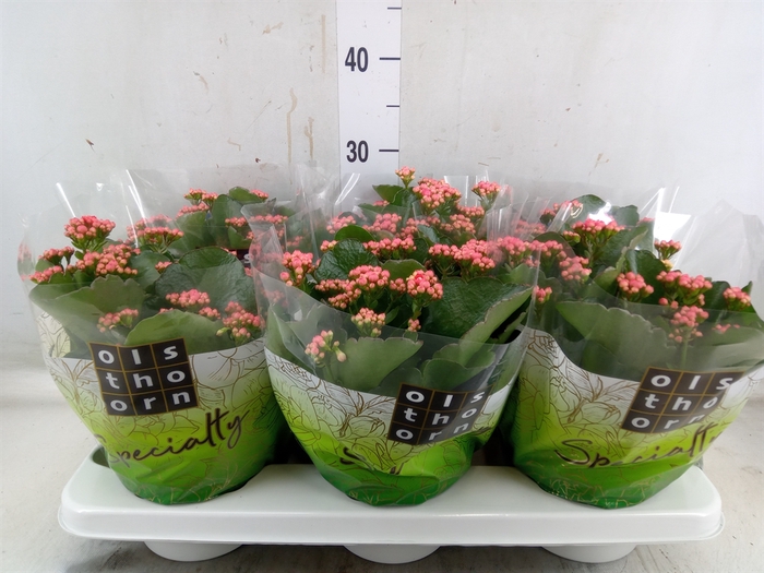 <h4>Kalanchoe blos. 'Davis Pink'</h4>