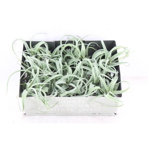 arr3 CP - Till. Curly bonsai x20