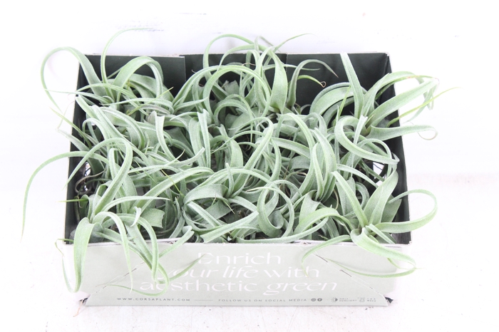 <h4>arr3 CP - Till. Curly bonsai x20</h4>