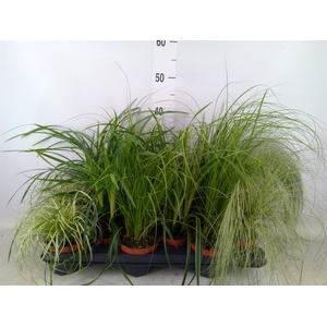 Carex   ...mix
