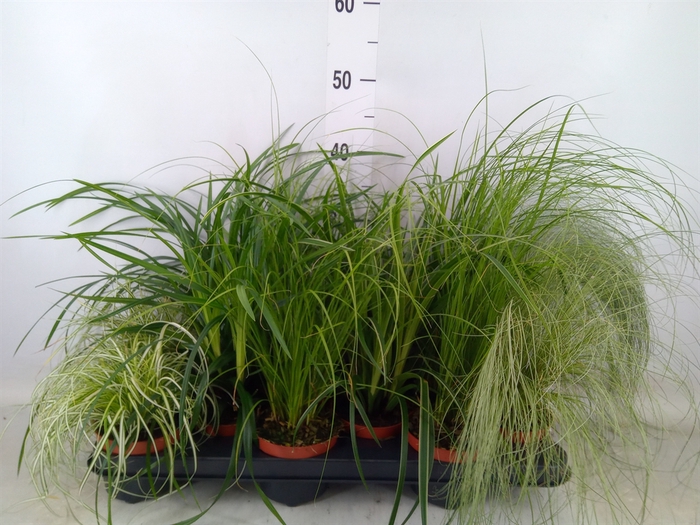<h4>Carex   ...mix</h4>