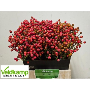 ROSA MAG AUTUM GLORY