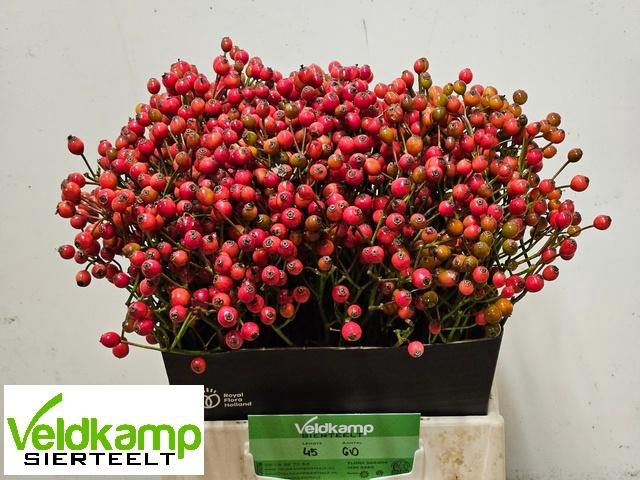 <h4>ROSA MAG AUTUM GLORY</h4>