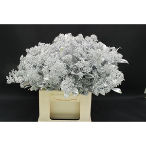 Skimmia Zilver