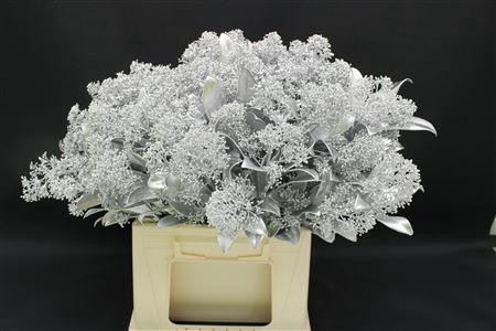 <h4>Skimmia Zilver</h4>