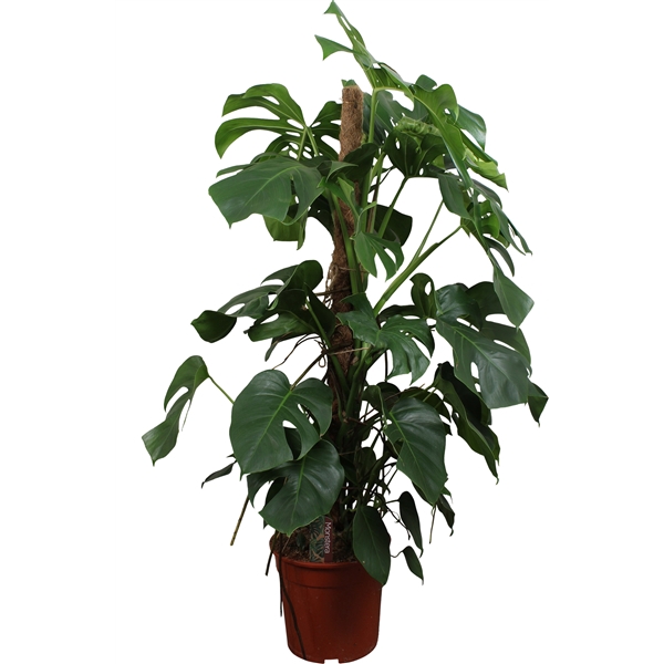 <h4>Monstera Pertusum met mosstok 130-140cm</h4>