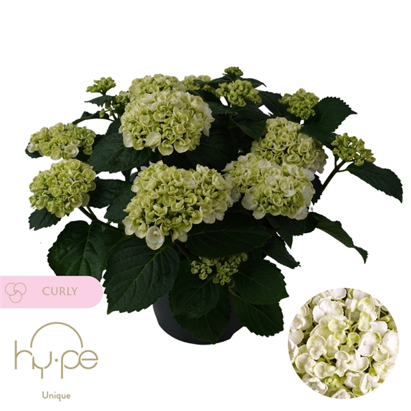 <h4>Hydrangea Curly Wurly White 10+ | Hy-pe Unique</h4>